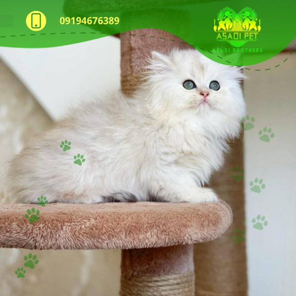 بچه گربه بریتیش لانگ هیر چشم سبز ۲ ماهه رنگ سفید