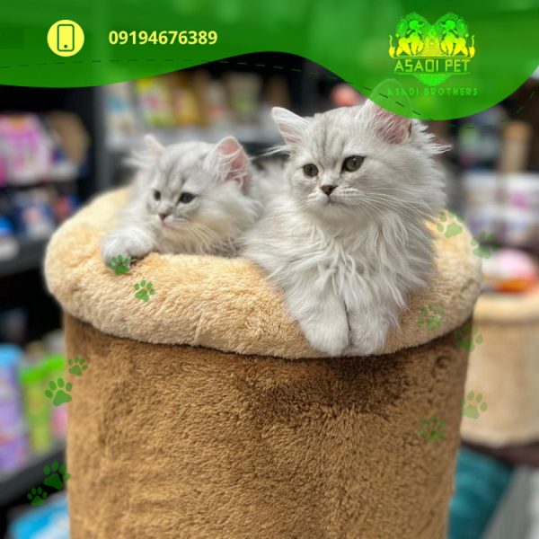 بچه گربه بریتیش لانگ هیر ۳ ماهه سیلور (2)