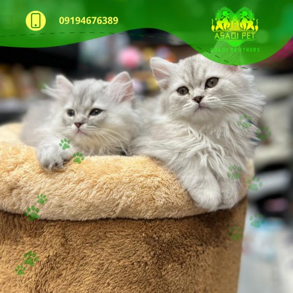 بچه گربه بریتیش لانگ هیر ۳ ماهه سیلور