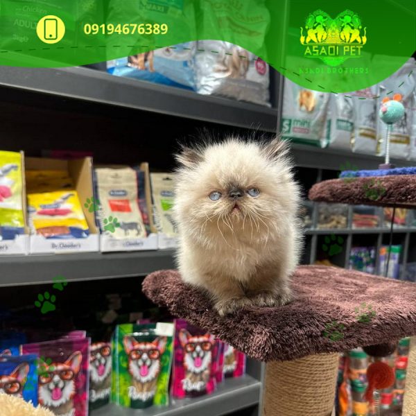 بچه گربه هیمالین بلو پوینت سوپر فلت 2 ماهه با شجره نامه