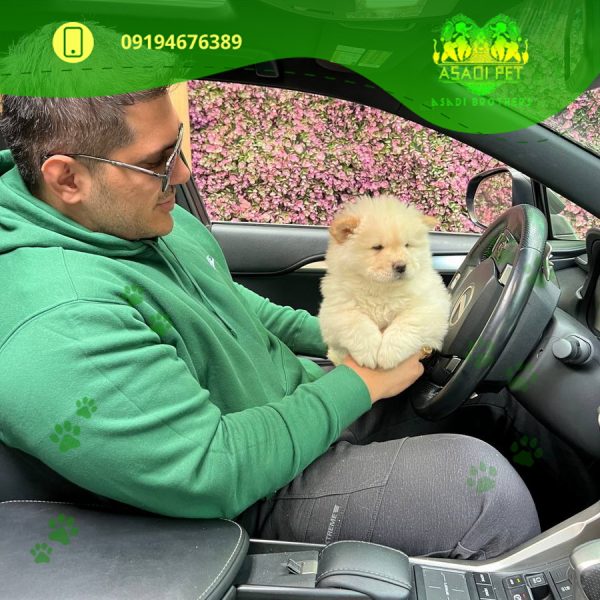 توله سگ چاوچاو وایت نر 2 ماهه وارداتی (2)