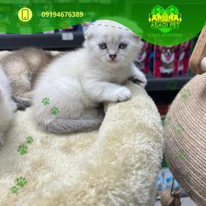 اسکاتیش 2 ماهه بلو پوینت سفید چشم آبی