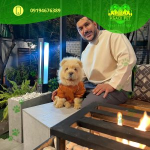 توله سگ چاو چاو گلد وارداتی
