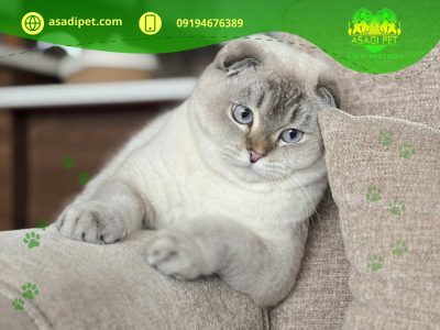 بچه گربه اسکاتیش فولد ارزان