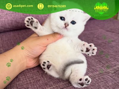 خرید بچه گربه ارزان