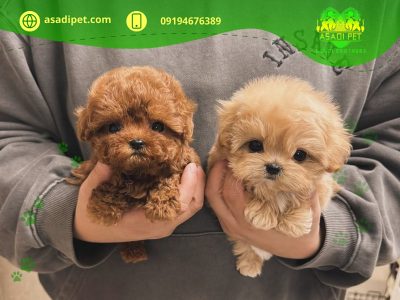 قیمت سگ پودل عروسکی