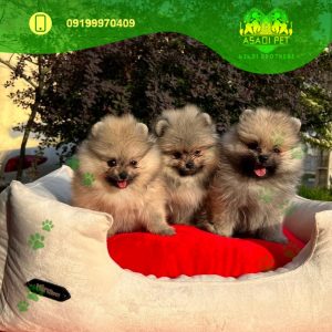 توله سگ پامرانین اورنج سابل دو ماهه وارداتی
