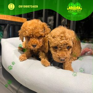 توله سگ پودل آپریکات تیره دو ماهه نر