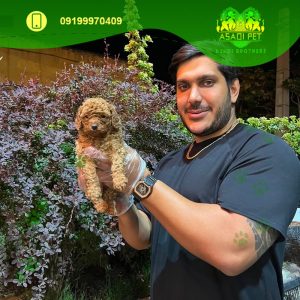 توله سگ پودل آپریکات عروسکی 2 ماهه ماده