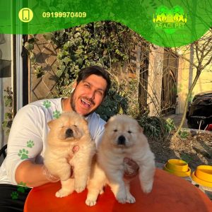 توله سگ چاوچاو کرم دو ماهه ماده