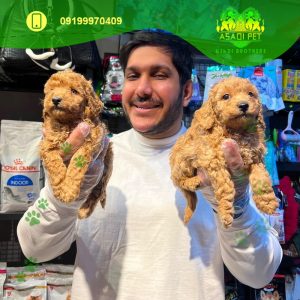 دو قلاده توله پودل آپریکات ۲ ماهه نر